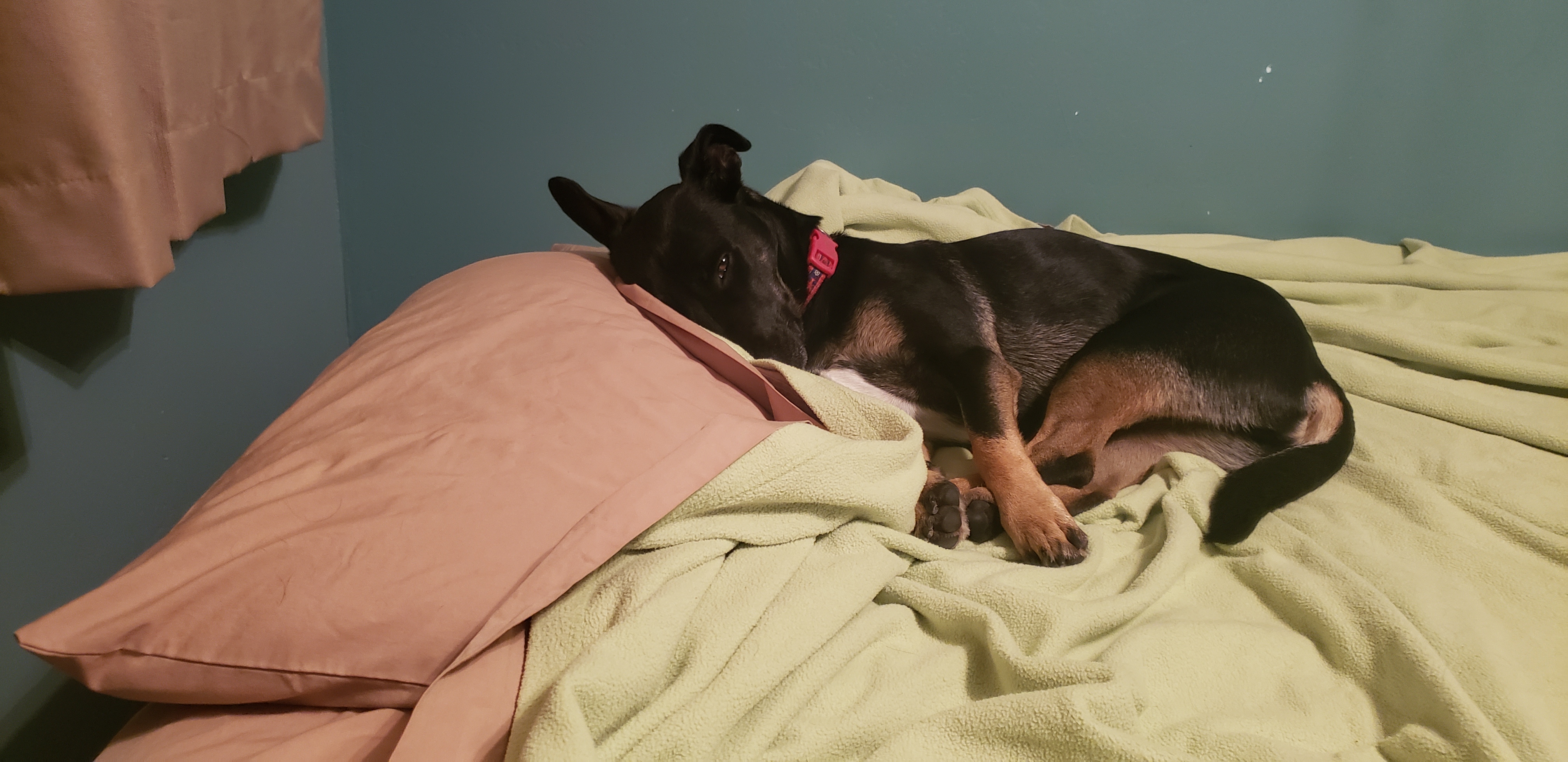 Winston, reclining A picture of an adorable German-Shepherd mix lying on a bed with his head on the pillow